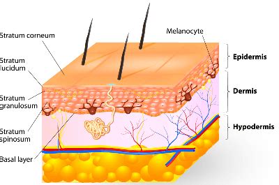 Comprehensive list of human skin conditions and diseases of the ...