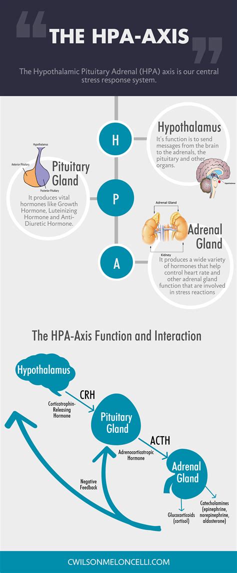 The HPA-Axis and Stress | Hypothalamus Pituitary Adrenal Axis | Flow State