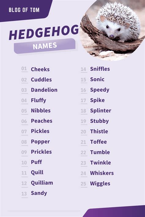 387+ Hedgehog Names (Cute, Funny & BEST Ideas In 2025)