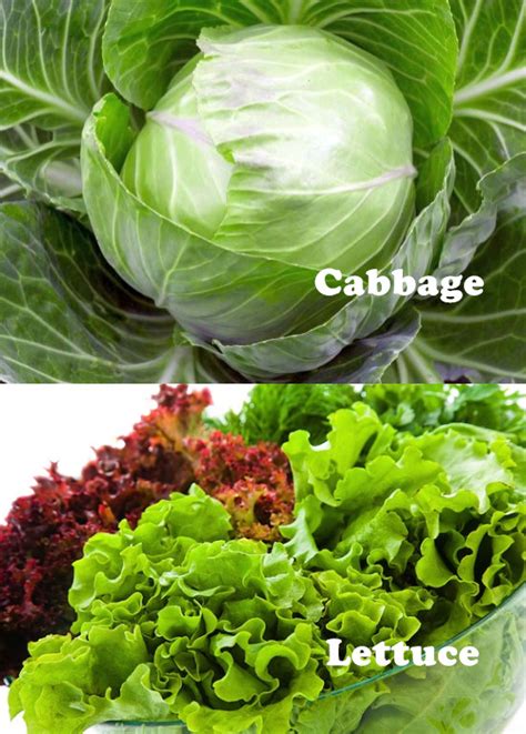 Difference Between Cabbage and Lettuce | New Health Advisor