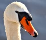 Mute Swan - Description, Habitat, Image, Diet, and Interesting Facts