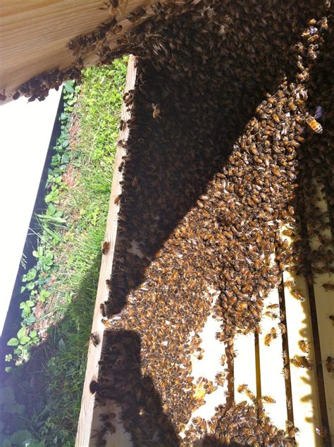 Capturing Bee Swarm » A Healthy Life For Me