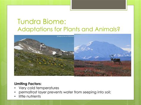 PPT - Biome Adaptations & Niches PowerPoint Presentation - ID:2655272