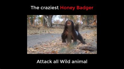 The craziest honey badger attack all wild animal - Honey Badger vs Lion ...