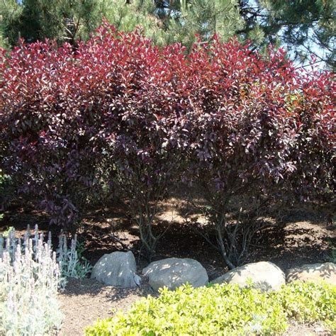 OnlinePlantCenter 2 gal. Purpleleaf Sand Cherry Shrub-S00118 - The Home Depot