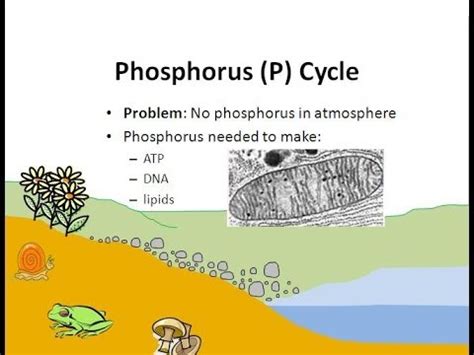 The Phosphorus Cycle - YouTube