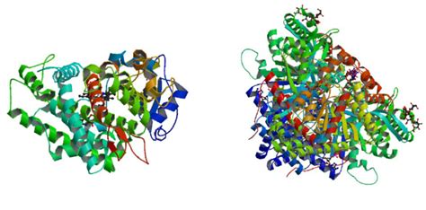 1: The three-dimensional structure of two enzymes with bound...