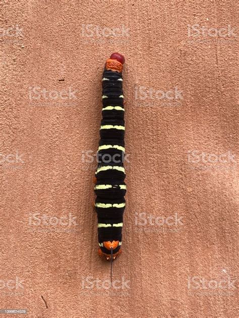 Red And Black Caterpillar Stock Photo - Download Image Now - Animal ...