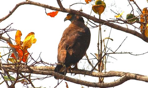 15 Most Beautiful Birds in India for Birdwatchers | WildlifeZones