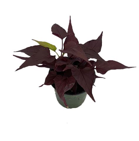 Blackie Sweet Potato Vine - Ipomoea - 4" Pot - Ornamental and Edible ...