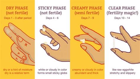 This Is How to Track Your Period, Ovulation, and Fertility