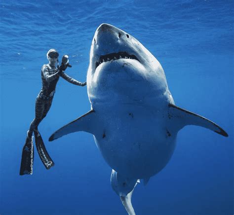 Great White Shark Diving: Best Places | Animals Around the Globe