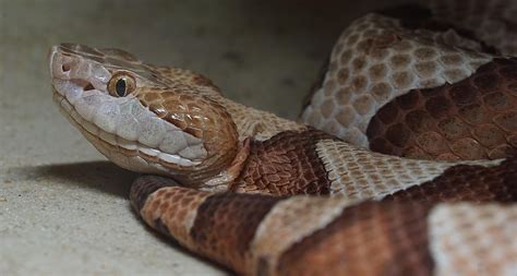 10 Facts About The Copperhead Snake - WorldAtlas