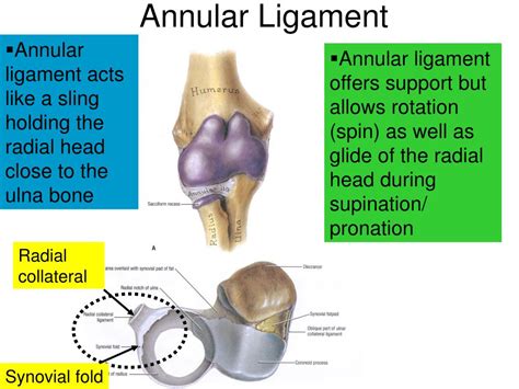 PPT - Upper Limb PowerPoint Presentation, free download - ID:2188504