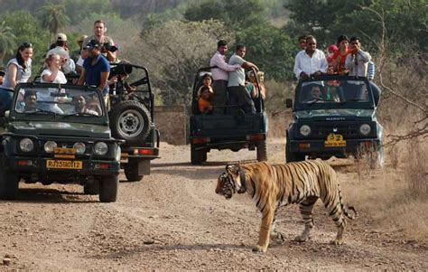 Ranthambore Tiger Safari, Ranthambore Safari Booking, Jeep and Canter Safari Booking