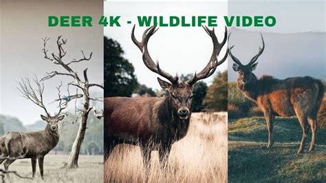 Facts About Deer-DEER 4K - Wildlife Video - YouTube