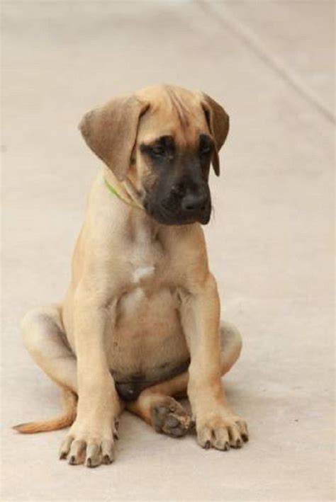 great dane puppy fawn | Zoe Fans Blog | Dane puppies, Great dane dogs ...