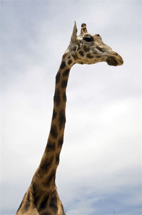 They have the longest neck of any animal in the world. | Giraffe ...