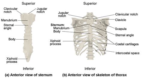 Sternal Anatomy - Anatomical Charts & Posters