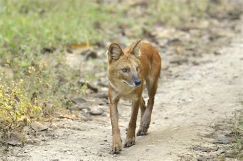 Study finds gaps in conservation efforts in Western Ghats