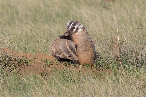 American Badger Cub Climbs On Its Mother Photograph by Tony Hake | Fine Art America