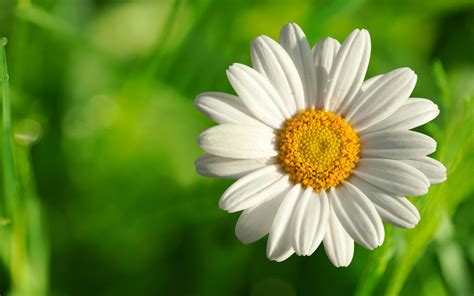 Camomile Flowers wallpaper | 1680x1050 | #29613