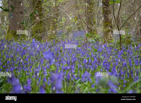 British Bluebell woods Stock Photo - Alamy