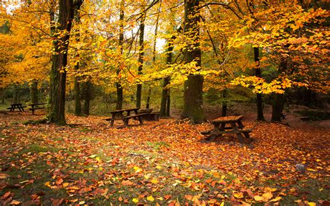 Automne Fond d'écran HD | Arrière-Plan | 1920x1200 | ID:300174 ...