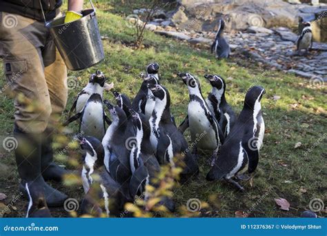 Feeding of the Penguins. Penguin Feeding Time. Man Feeding Many Penguin ...