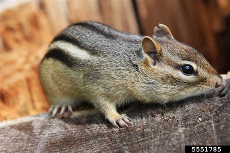 eastern chipmunk (Tamias striatus)