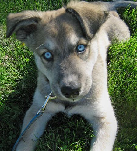 Big German Shepherds: American Bulldog German Shepherd Mix