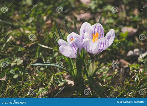 Crocus at early spring stock photo. Image of sprout, plant - 68422232