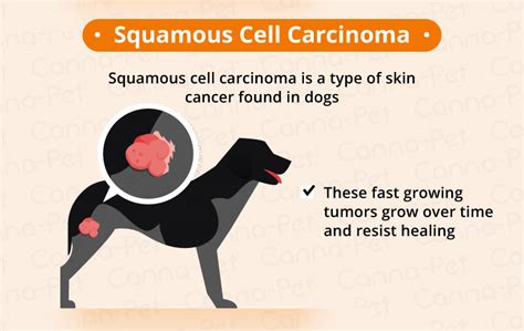 Cancer in Dogs: Causes, Symptoms, & Treatments | Canna-Pet