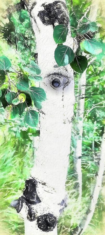 Aspen Tree Eyes Photograph by Ola Allen | Pixels