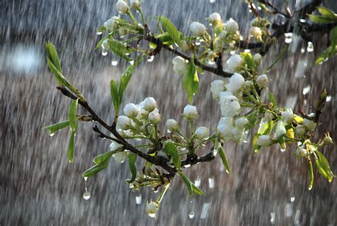 Early Spring Rain Wallpapers - Wallpaper Cave