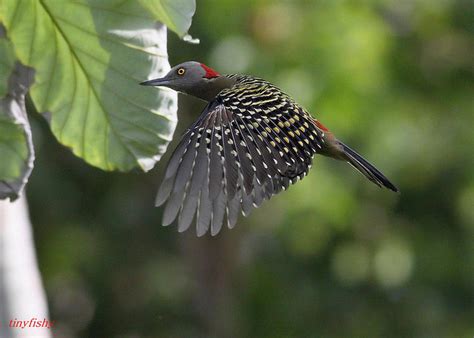 Wildlife - Dominican Republic Part II - a gallery on Flickr