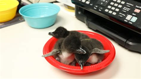 Several baby Macaroni penguins hatch at Moody Gardens just in time for ...