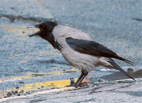 Hooded Crow | From the slide archive: Hooded Crow in Bergen,… | Flickr