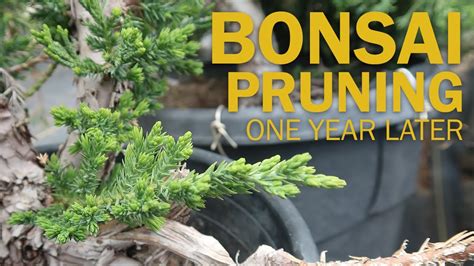 Bonsai Pruning - Spring Juniper Buds (1 Year Later) - YouTube