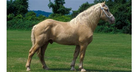 American Cream Draft Horse