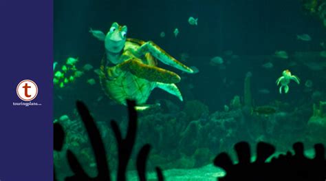 The Seas With Nemo And Friends Ride Epcot