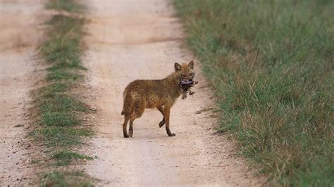 Wildlife - Kanha National Park | Behance