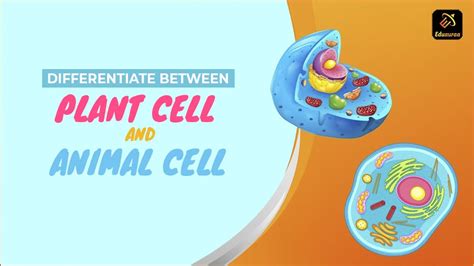 Differentiate Between Plant Cell And Animal Cell– Eduauraa