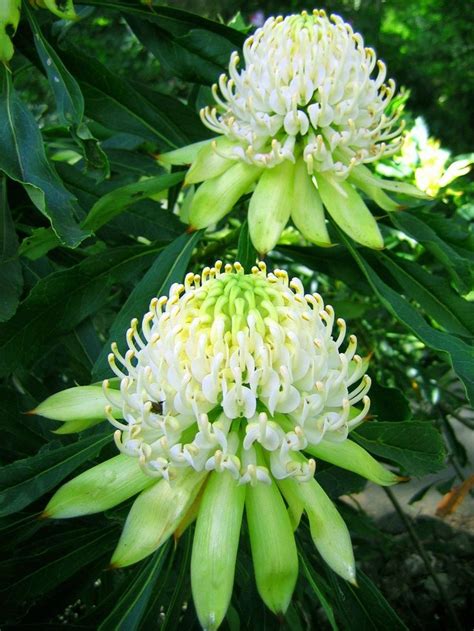 Wonderful Waratahs | Florist with Flowers