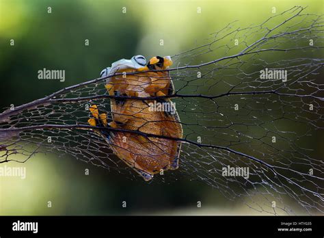 Javan gliding tree frog, Indonesia Stock Photo - Alamy