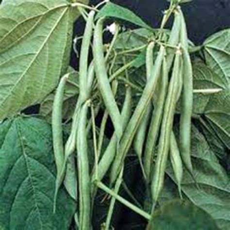 Bean, Blue Lake Green Bean Seeds, Heirloom, NON-GMO Seeds, A Terrific Bean for Canning . Country ...