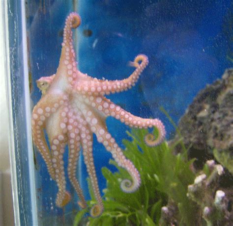 Octopus Care 101 | Saltwaterfish Forum