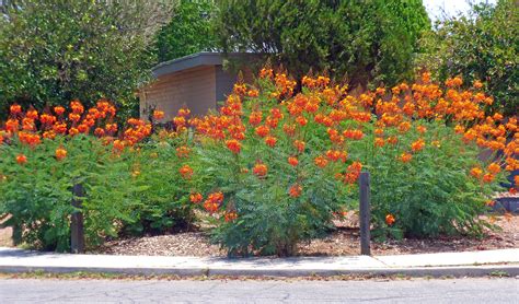 Desert Bird of Paradise Pruning Guide