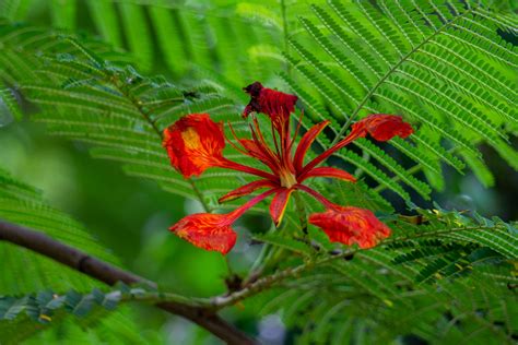 A royal poinciana flower - PixaHive