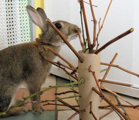 The Stick Monster (New Bunny Toy Idea) - they also enjoy apple tree branches/logs to chew | Pet ...